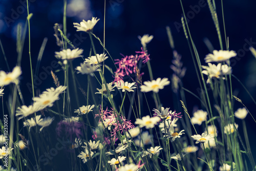 Daisy flowers with beautiful colors © Simon Dannhauer