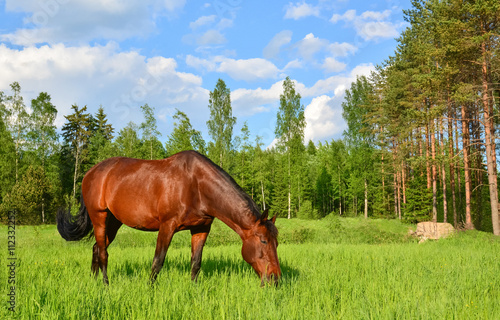 Fototapeta Naklejka Na Ścianę i Meble -  Brown horse grazing on green meadow