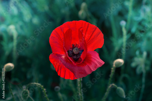 single wild poppy flower closeup