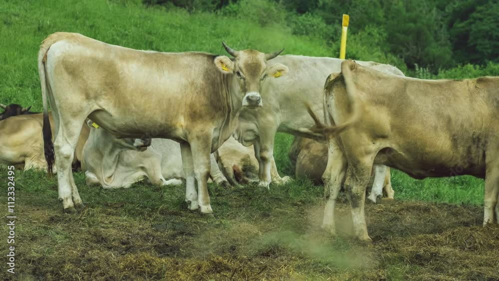 gray cows rest on brawn ground, green filed on background, 4K 3840 x 2160 ultra high definition footage gray cows rest on brawn ground, green filed on background, 4K 3840 x 2160 ultra high definition footage
