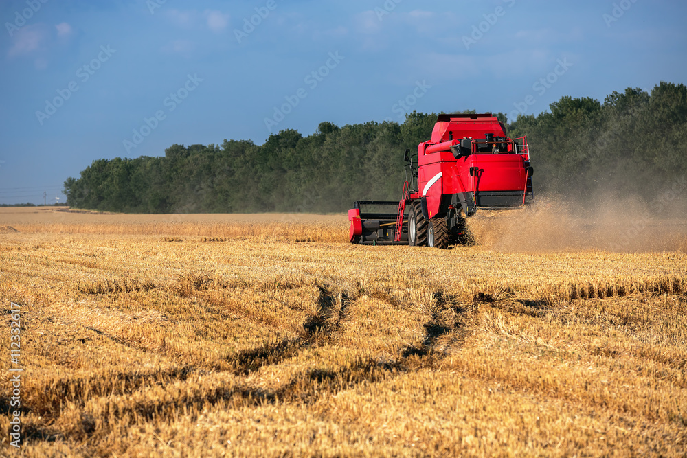 Fototapeta premium Combine harvester agriculture machine harvesting golden ripe whe