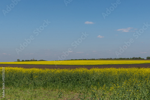 A field of flowers. Ukraine. 