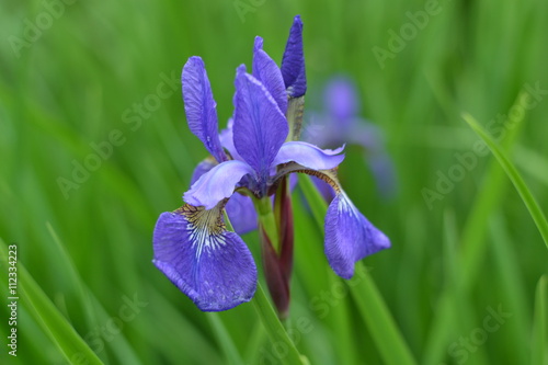 Blauwe iris in een tuin