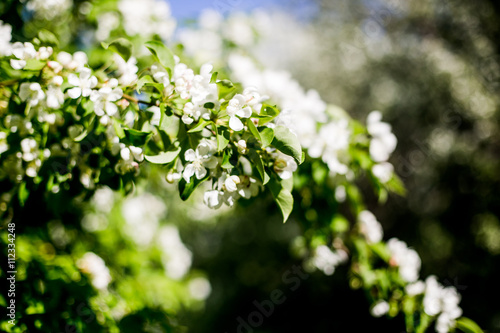 Beautiful spring blooming tree, gentle white flowers, fresh cherry blossom border on green soft focus background, spring time nature