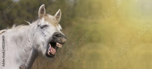 Fototapeta Naklejka Na Ścianę i Meble -  Website banner of a funny laughing horse