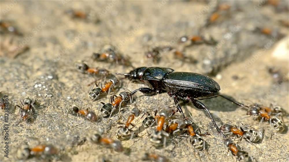Colony Of Ants Atacking And Eating Beetle Colony Of Ants Atacking And Eating Beetle