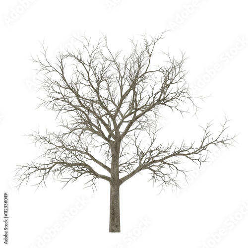 Winter Oak Tree Isolated on White Background 3D Illustration