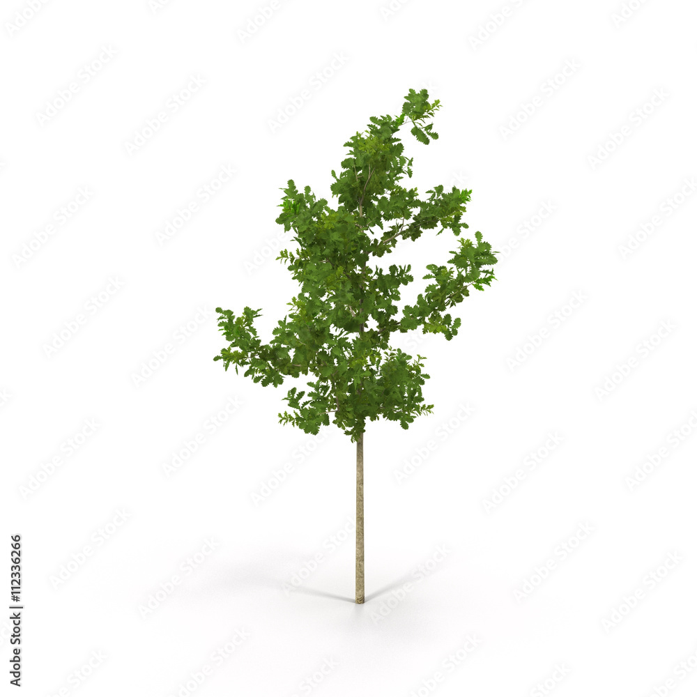 Oak Tree Isolated on White 3D Illustration