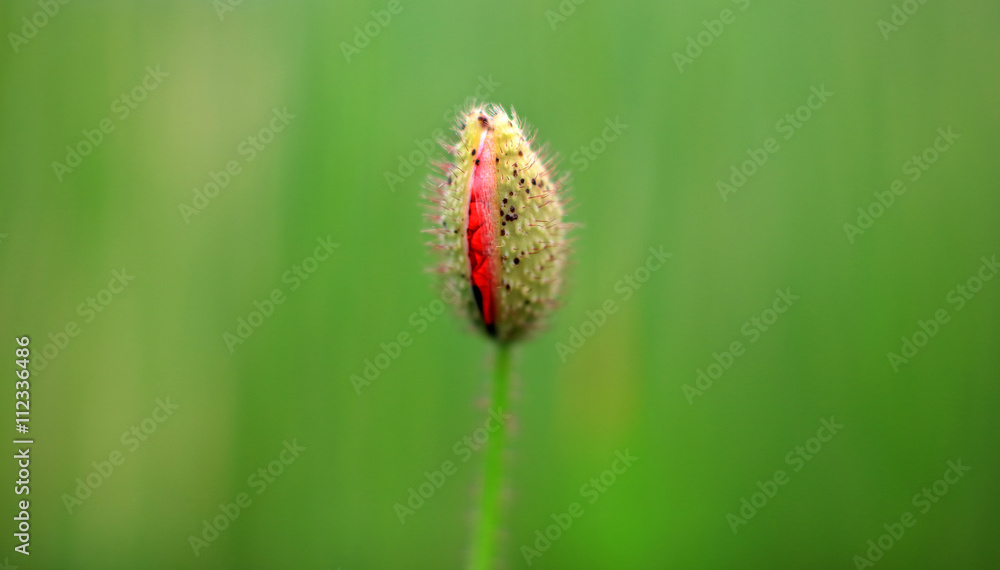Abstract image of a field with spring flowers Abstract image of a field with spring flowers