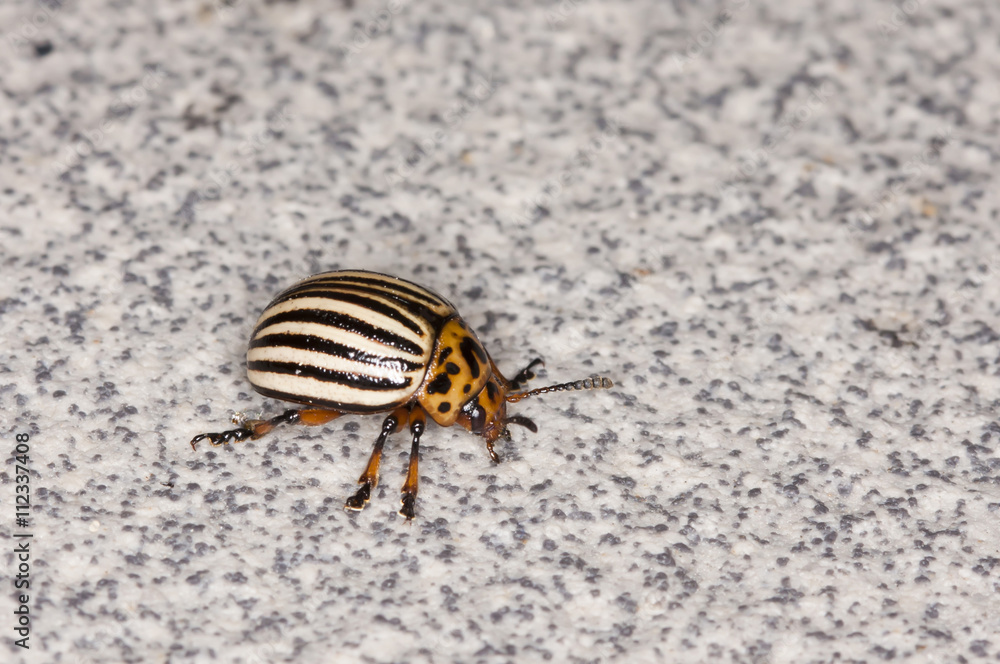 Colorado potato beetle on a stone Colorado potato beetle on a stone
