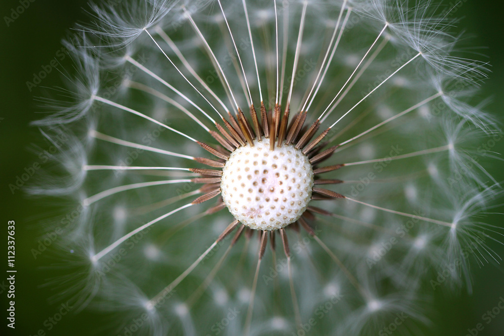 Fototapeta premium Pusteblume close-up.