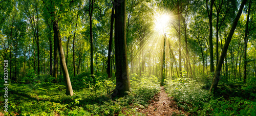 Fototapeta Naklejka Na Ścianę i Meble -  Weg im Wald beleuchtet von goldenen Sonnenstrahlen