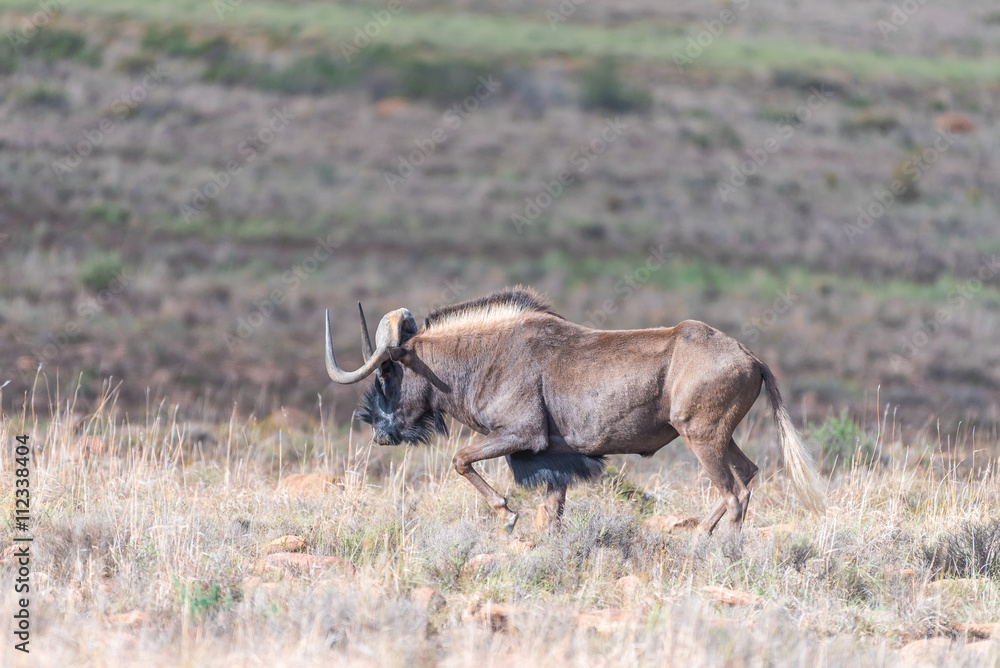 Black wildebeest, also called a white-tailed gnu