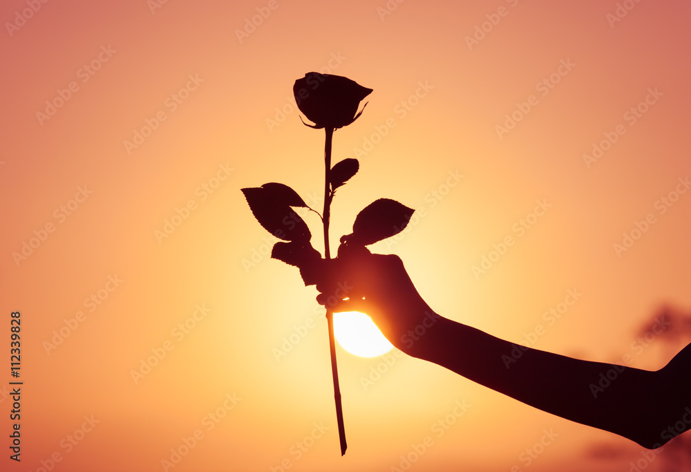 The perfect rose. Hand holding rose flower against beautiful sunset. Stock  Photo | Adobe Stock