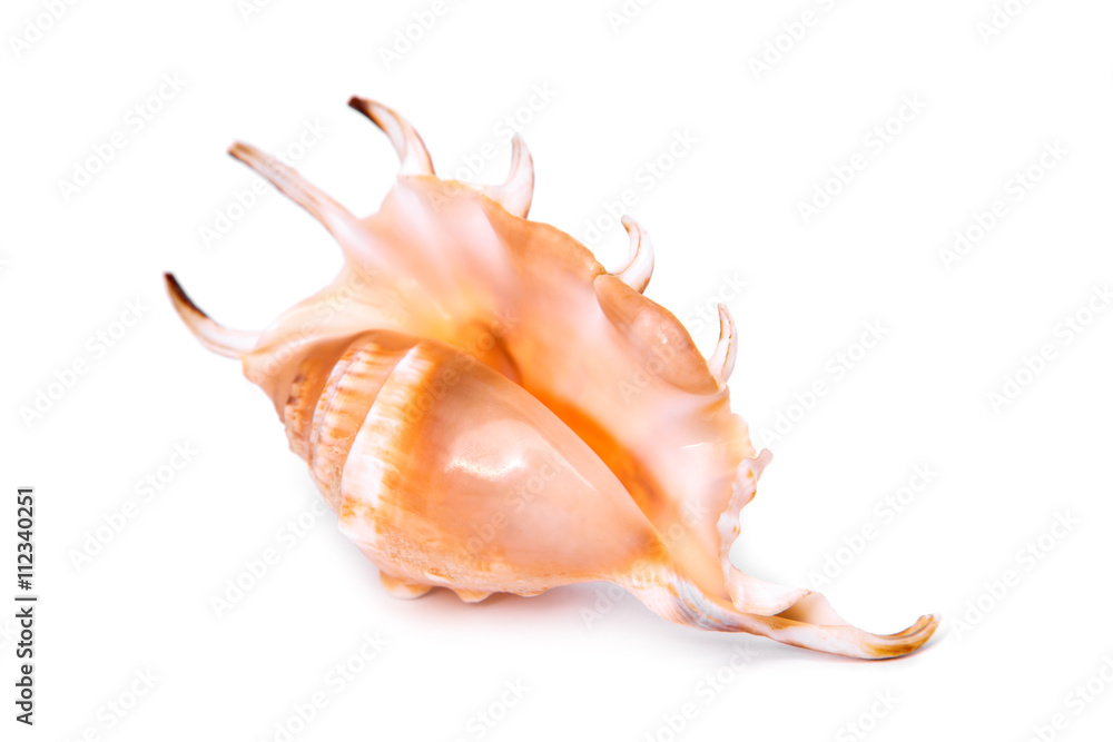 Sea shell isolated on a white background Sea shell isolated on a white background