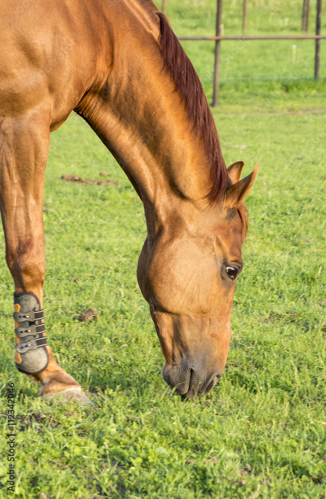 Fototapeta premium Рыжий конь