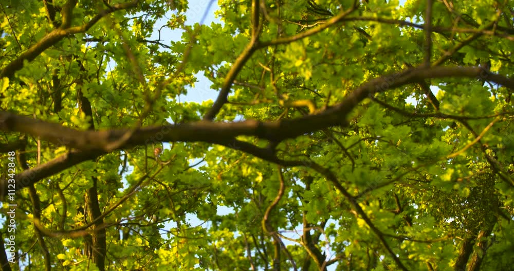 Sun shining through green leaves in forest Sun shining through green leaves in forest