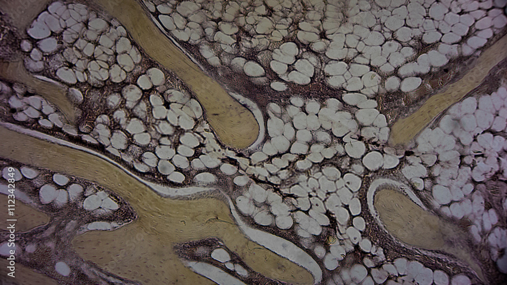 menschliche Zellen unter dem Mikroskop - Anatomie / Histologie / Pathologie  Stock Photo | Adobe Stock