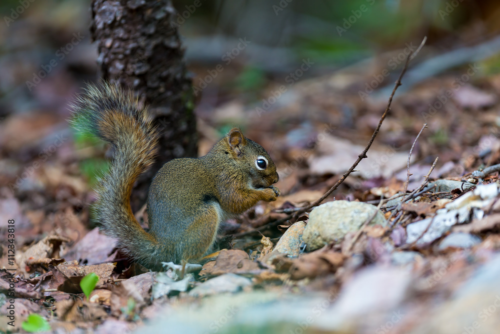 Red Squirrel in a Boreal forest in northern Quebec. The red squirrel or Eurasian red squirrel is a species of tree squirrel. The red squirrel is an arboreal, omnivorous rodent. Red Squirrel in a Boreal forest in northern Quebec. The red squirrel or Eurasian red squirrel is a species of tree squirrel. The red squirrel is an arboreal, omnivorous rodent.