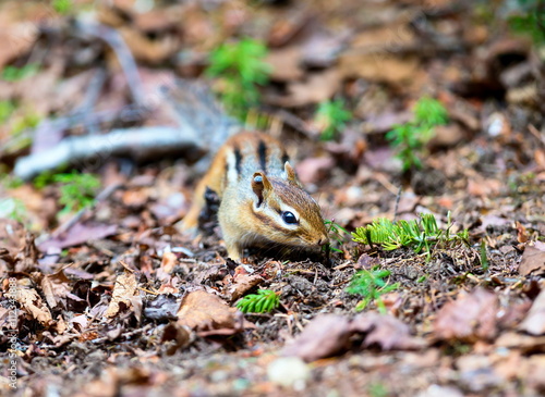 Chipmunks are small, striped rodents of the family squirrel. Chipmunks are found in North America, with the exception of the Siberian chipmunk which is found primarily in Asia.