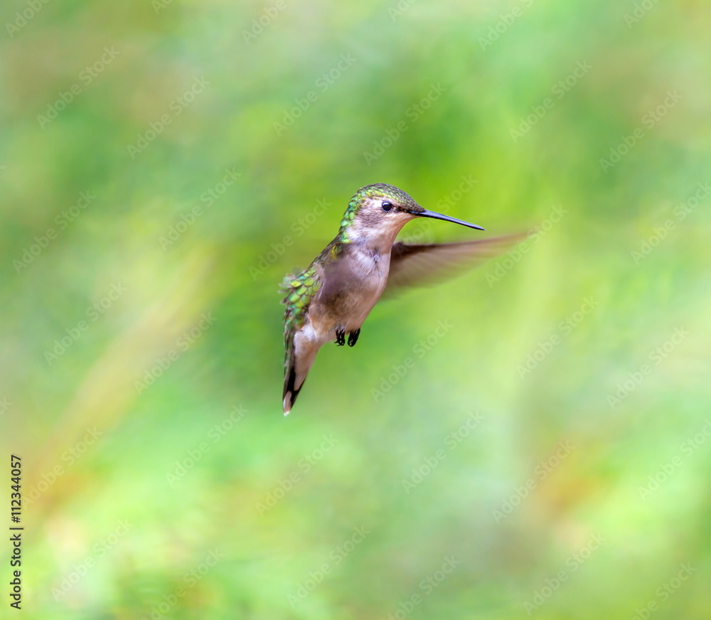 Ruby Throated Humming bird in a boreal forest in Northern Quebec after its long migration north. Very small hummingbirds with a lot of fight to do the long trip from the south. Ruby Throated Humming bird in a boreal forest in Northern Quebec after its long migration north. Very small hummingbirds with a lot of fight to do the long trip from the south.
