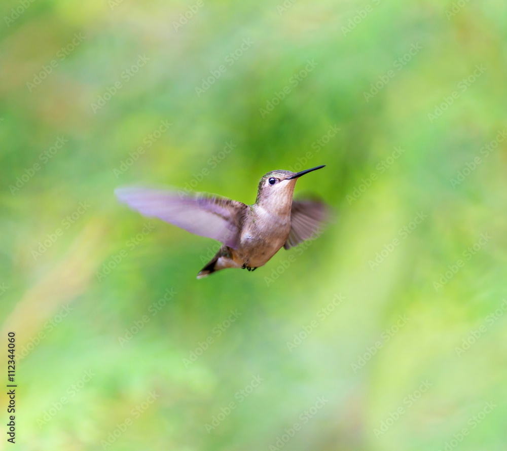Ruby Throated Humming bird in a boreal forest in Northern Quebec after its long migration north. Very small hummingbirds with a lot of fight to do the long trip from the south. Ruby Throated Humming bird in a boreal forest in Northern Quebec after its long migration north. Very small hummingbirds with a lot of fight to do the long trip from the south.