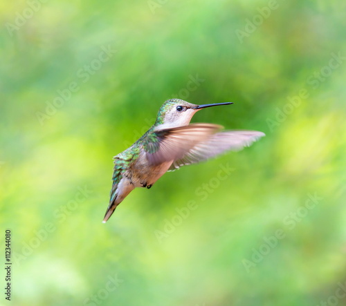 Ruby Throated Humming bird in a boreal forest in Northern Quebec after its long migration north. Very small hummingbirds with a lot of fight to do the long trip from the south.