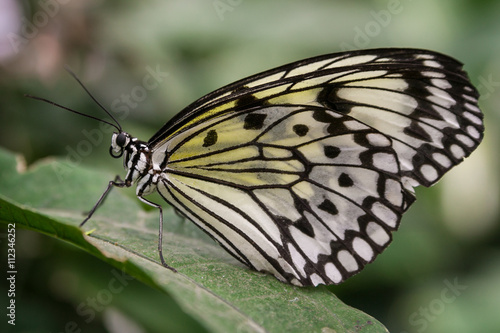Schmetterling - Weisse Baumnymphe © esrael_foto