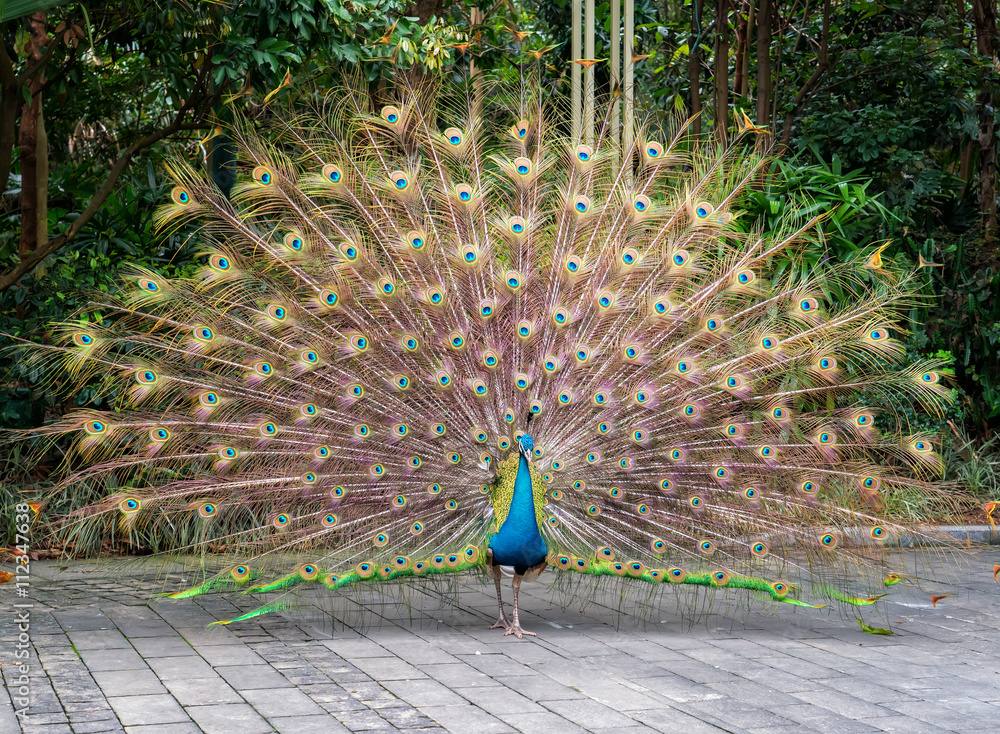 Fototapeta premium Beautiful spread of a peacock