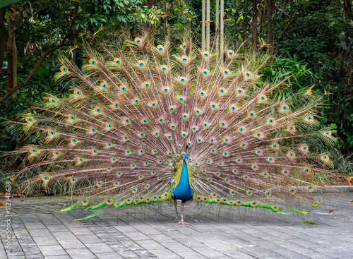 Beautiful spread of a peacock