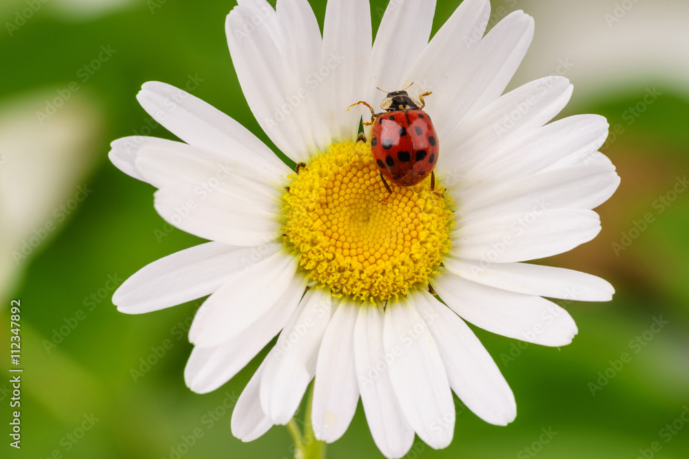 Obraz premium Lady Bug on a daisy