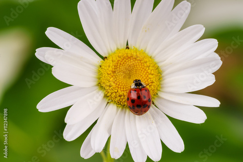 Red lady bug on a daisy