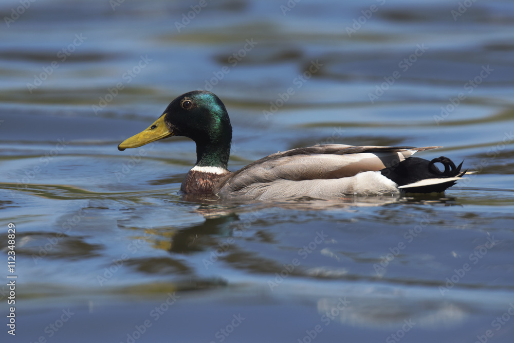 Mallard, Duck, Anas platyrhynchos Mallard, Duck, Anas platyrhynchos