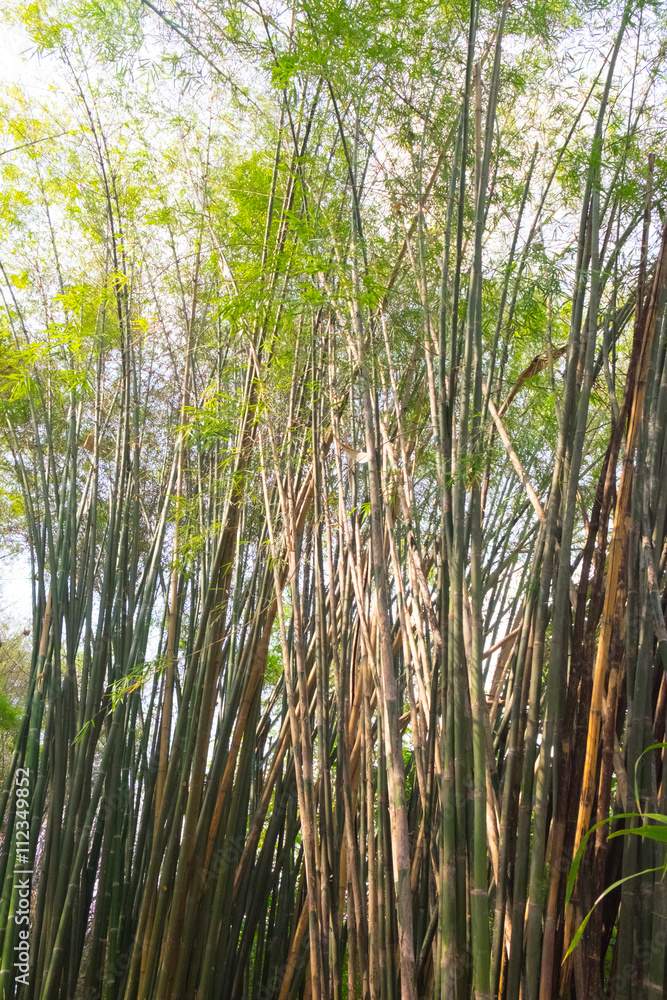 Beautiful green bamboo,bamboo forest Beautiful green bamboo,bamboo forest