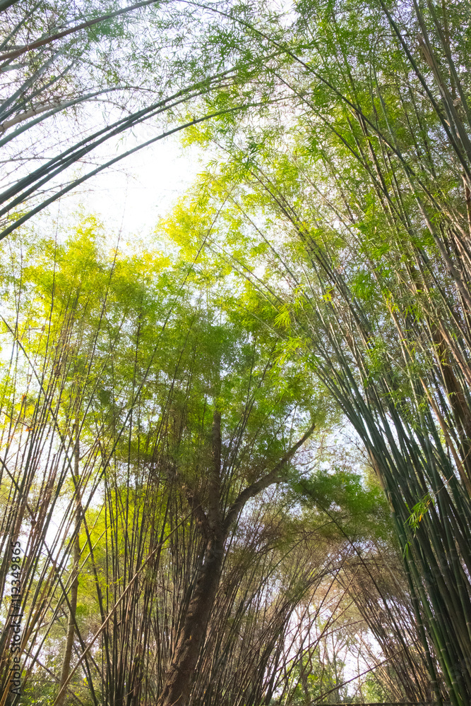Fototapeta premium Stand of bamboo trees