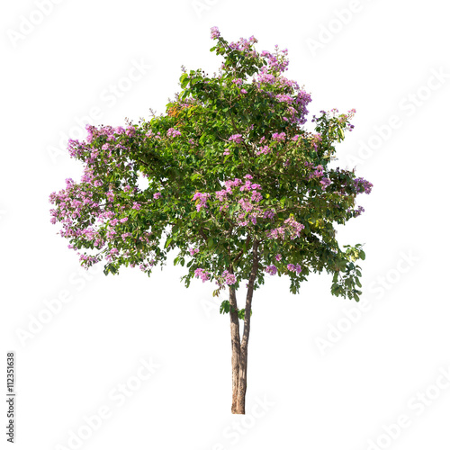 Isolated Lagerstroemia speciosa tree with pink and purple flowers on white background photo