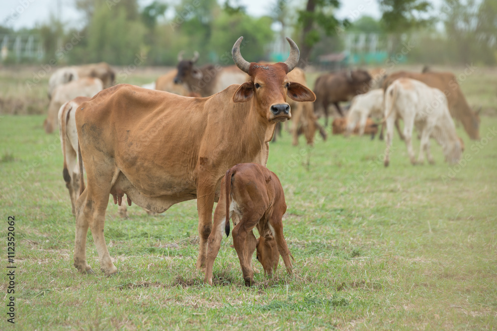 cow and calf at summer green field