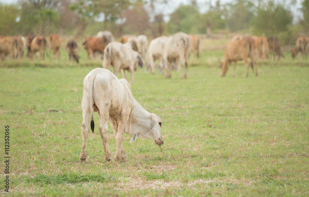 calf at summer green field