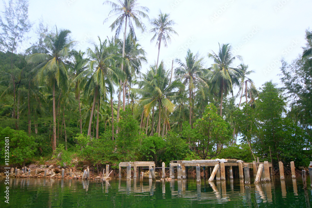 Obraz premium Pier Mangrove forest