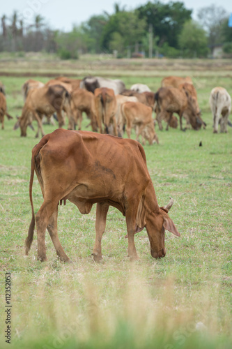 cow at summer green field