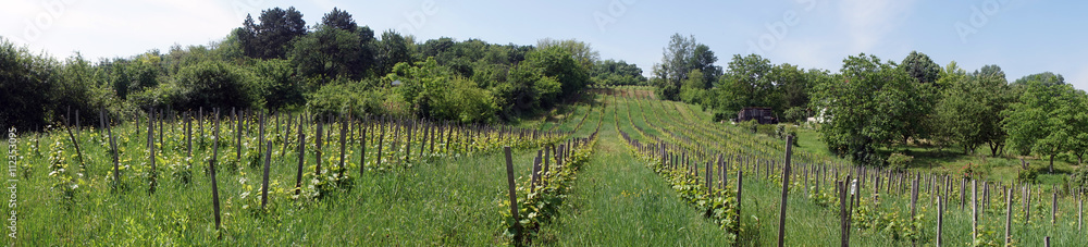 Fototapeta premium Vineyard