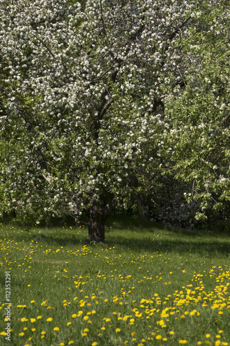 Fototapeta Naklejka Na Ścianę i Meble -  Весенняя поляна, яблоня в цвету.
