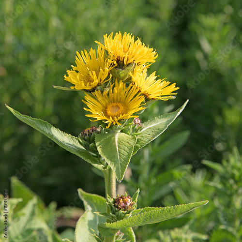 Echter Alant, Inula helenium, Edelwurz, Glockenwurz photo