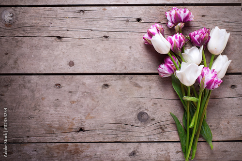 Fototapeta Naklejka Na Ścianę i Meble -  Bright  violet and white tulips flowers on aged wooden  backgrou