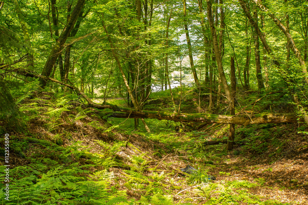 Fototapeta premium Nice wood near Heidelberg