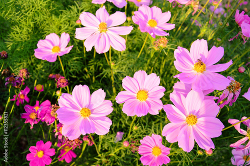Pink cosmos flowers blooming on grass field. 