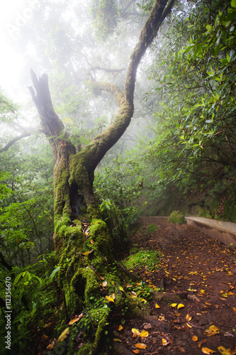 Irrigation canal in Madeira's forest in a foggy weather
