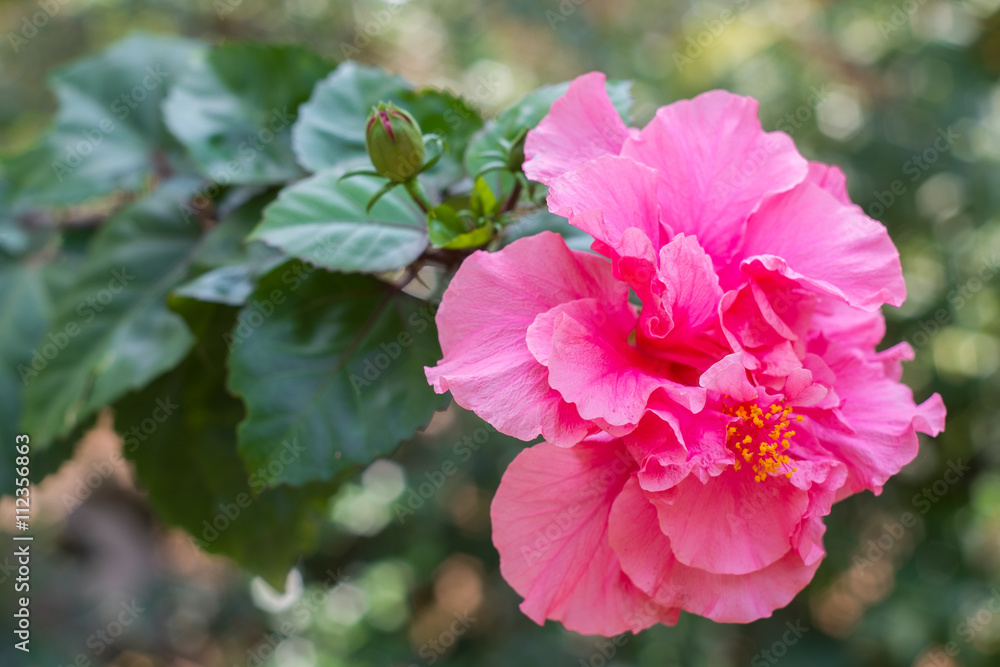 Fototapeta premium Rose flower so beautiful in nature