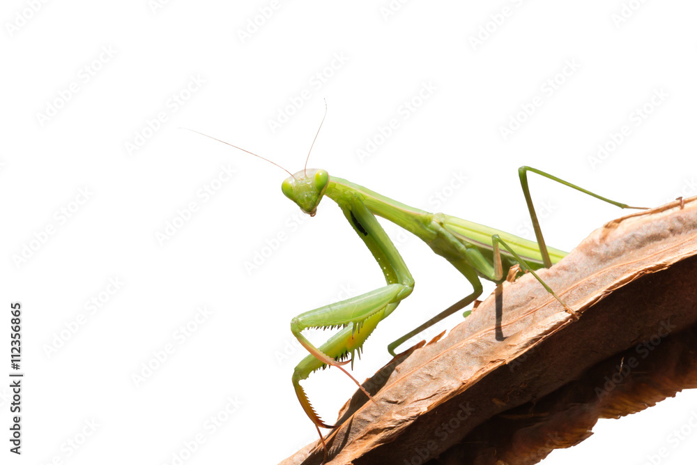 Praying Mantis - Mantis religiosa Praying Mantis - Mantis religiosa
