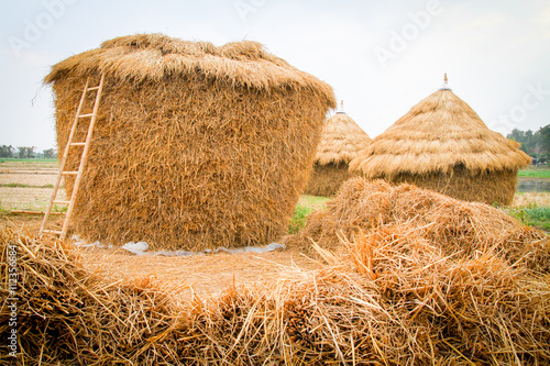 Принти на полотні thatched hut in grass